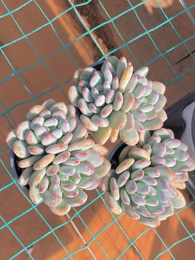 Echeveria Orange Summer Twin-head (橘夏双头) succulent — wholesale bare-root export from Yunnan, China (3 of 3)