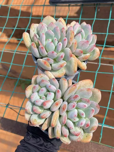 Echeveria Orange Summer Twin-head (橘夏双头) succulent — wholesale bare-root export from Yunnan, China (2 of 3)