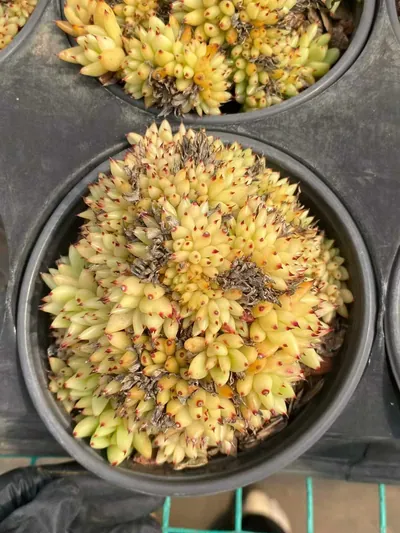Echeveria Orca Crested succulent — wholesale export from Yunnan, China