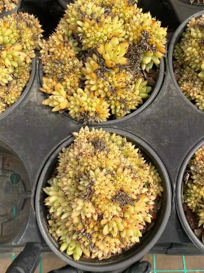 Echeveria Orca Crested (虎鲸缀) succulent — wholesale bare-root export from Yunnan, China (4 of 5)