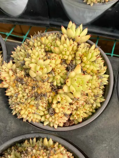 Echeveria Orca Crested (虎鲸缀) succulent — wholesale bare-root export from Yunnan, China (5 of 5)