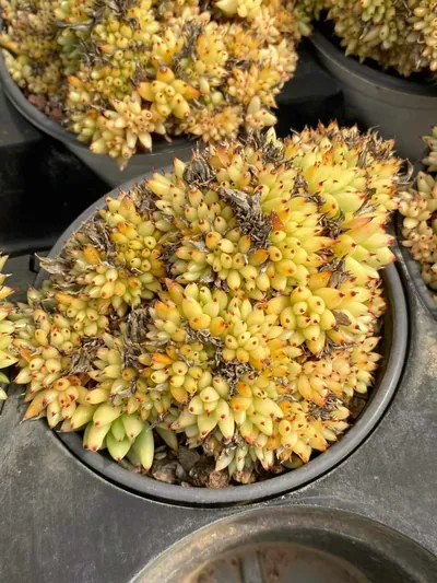 Echeveria Orca Crested (虎鲸缀) succulent — wholesale bare-root export from Yunnan, China (3 of 5)
