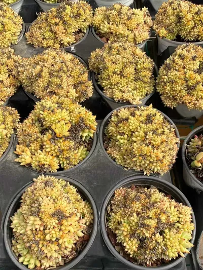 Echeveria Orca Crested (虎鲸缀) succulent — wholesale bare-root export from Yunnan, China (2 of 5)