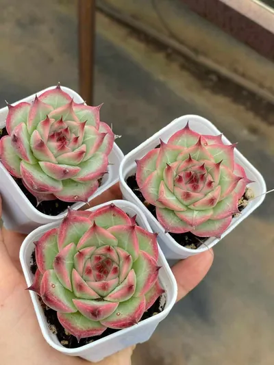 Echeveria Orion (奥林) succulent — wholesale bare-root export from Yunnan, China (4 of 5)
