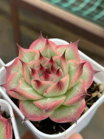 Echeveria Orion (奥林) succulent — wholesale bare-root export from Yunnan, China (2 of 5)
