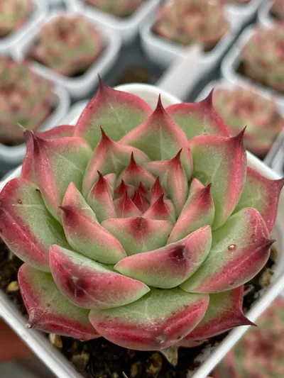 Echeveria Orion (奥林) succulent — wholesale bare-root export from Yunnan, China (3 of 5)