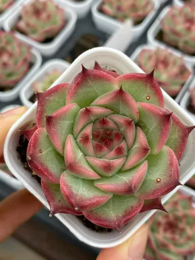 Echeveria Orion succulent — wholesale export from Yunnan, China