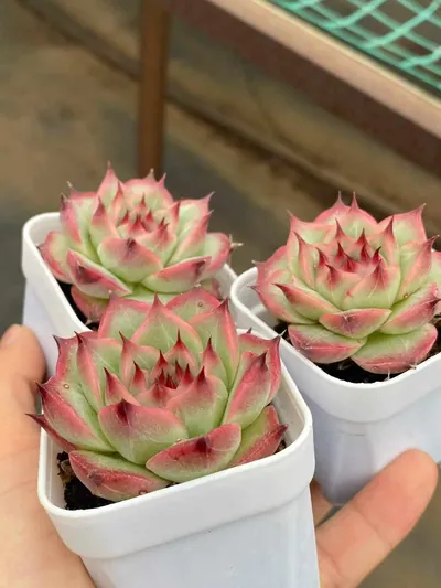 Echeveria Orion (奥林) succulent — wholesale bare-root export from Yunnan, China (5 of 5)
