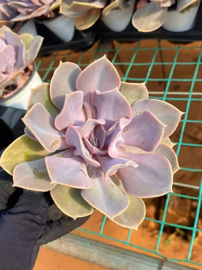 Echeveria Passion Pearl succulent — wholesale export from Yunnan, China