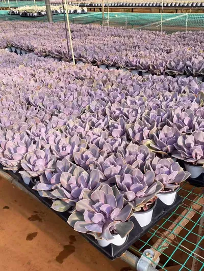Echeveria Passion Pearl (热恋珍珠) succulent — wholesale bare-root export from Yunnan, China (4 of 4)