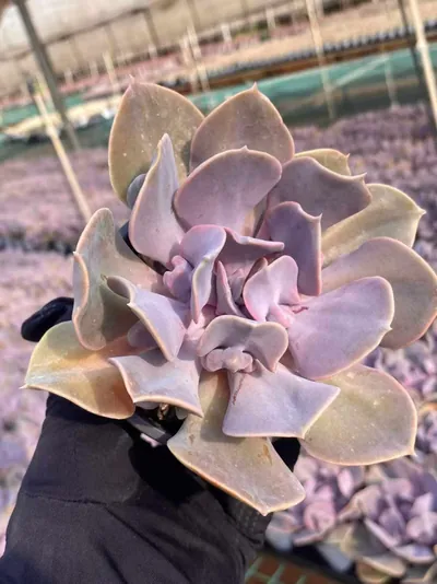 Echeveria Passion Pearl (热恋珍珠) succulent — wholesale bare-root export from Yunnan, China (2 of 4)