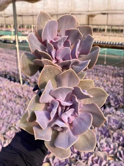 Echeveria Passion Pearl (热恋珍珠) succulent — wholesale bare-root export from Yunnan, China (3 of 4)