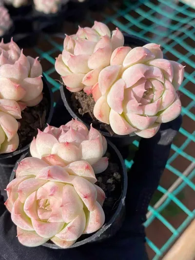 Echeveria Peach Queen Twin-head (桃薰女王双头) succulent — wholesale bare-root export from Yunnan, China (3 of 3)