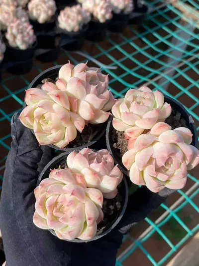 Echeveria Peach Queen Twin-head succulent — wholesale export from Yunnan, China