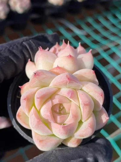 Echeveria Peach Queen Twin-head (桃薰女王双头) succulent — wholesale bare-root export from Yunnan, China (2 of 3)