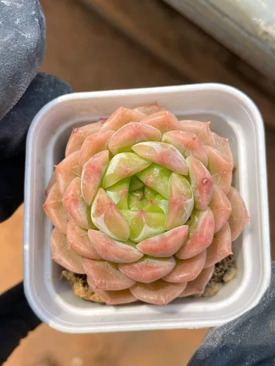 Echeveria Peachy (若桃) succulent — wholesale bare-root export from Yunnan, China (4 of 5)