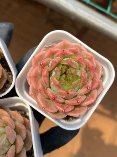 Echeveria Peachy succulent — wholesale export from Yunnan, China