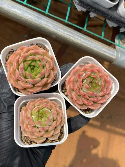 Echeveria Peachy (若桃) succulent — wholesale bare-root export from Yunnan, China (3 of 5)