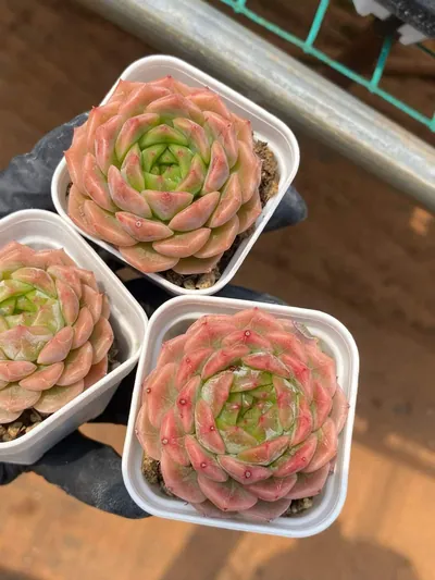 Echeveria Peachy (若桃) succulent — wholesale bare-root export from Yunnan, China (5 of 5)