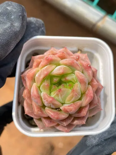 Echeveria Peachy (若桃) succulent — wholesale bare-root export from Yunnan, China (2 of 5)