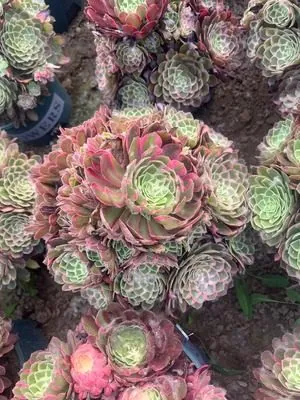 Aeonium Aeonium 'Peacock Feather' succulent — wholesale export from Yunnan, China