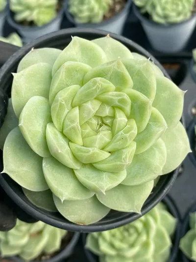 Echeveria Pear Blossom White (梨花白) succulent — wholesale bare-root export from Yunnan, China (5 of 6)