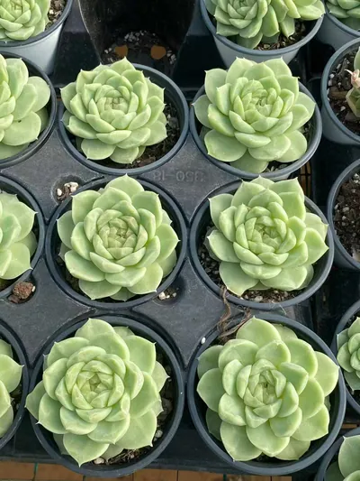 Echeveria Pear Blossom White (梨花白) succulent — wholesale bare-root export from Yunnan, China (6 of 6)