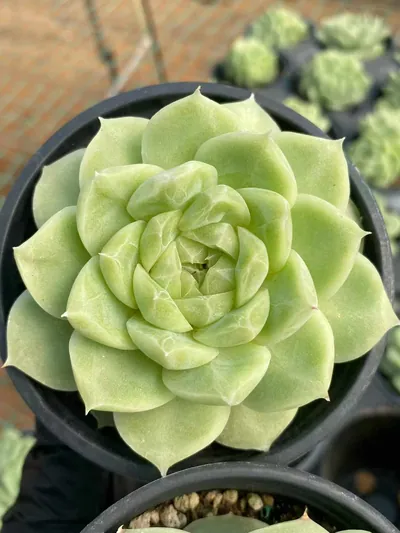 Echeveria Pear Blossom White (梨花白) succulent — wholesale bare-root export from Yunnan, China (2 of 6)