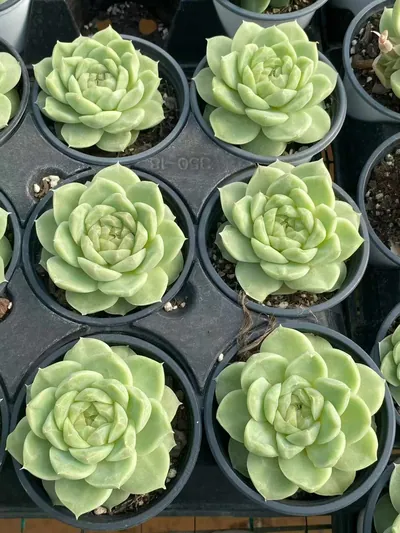 Echeveria Pear Blossom White (梨花白) succulent — wholesale bare-root export from Yunnan, China (4 of 6)