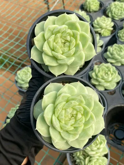 Echeveria Pear Blossom White (梨花白) succulent — wholesale bare-root export from Yunnan, China (3 of 6)