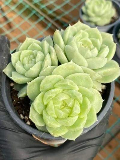 Echeveria Pear Blossom White Cluster succulent — wholesale export from Yunnan, China
