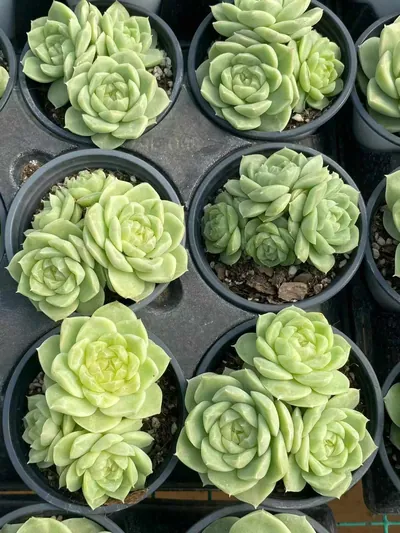 Echeveria Pear Blossom White Cluster (梨花白群) succulent — wholesale bare-root export from Yunnan, China (4 of 4)