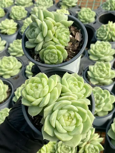 Echeveria Pear Blossom White Cluster (梨花白群) succulent — wholesale bare-root export from Yunnan, China (3 of 4)