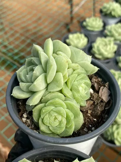 Echeveria Pear Blossom White Cluster (梨花白群) succulent — wholesale bare-root export from Yunnan, China (2 of 4)