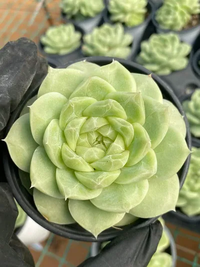 Echeveria Pear Blossom White succulent — wholesale export from Yunnan, China