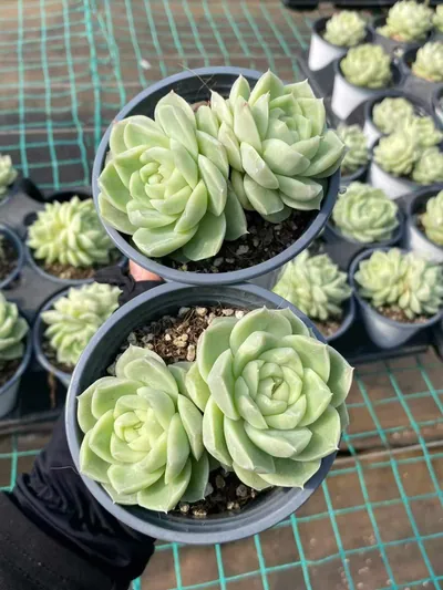 Echeveria Pear Blossom White Twin-head (梨花白双头) succulent — wholesale bare-root export from Yunnan, China (3 of 4)