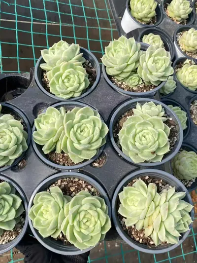 Echeveria Pear Blossom White Twin-head (梨花白双头) succulent — wholesale bare-root export from Yunnan, China (4 of 4)