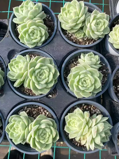 Echeveria Pear Blossom White Twin-head (梨花白双头) succulent — wholesale bare-root export from Yunnan, China (2 of 4)