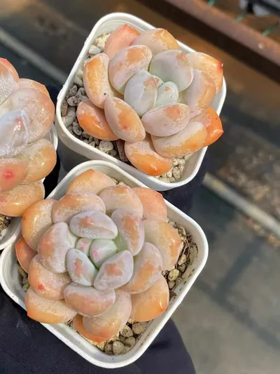 Echeveria Perfume Milk (香水奶) succulent — wholesale bare-root export from Yunnan, China (2 of 4)