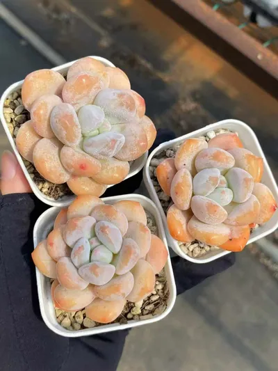 Echeveria Perfume Milk (香水奶) succulent — wholesale bare-root export from Yunnan, China (4 of 4)