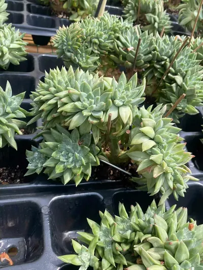 Echeveria Phantom Beauty Crested (幻影美人缀) succulent — wholesale bare-root export from Yunnan, China (4 of 6)