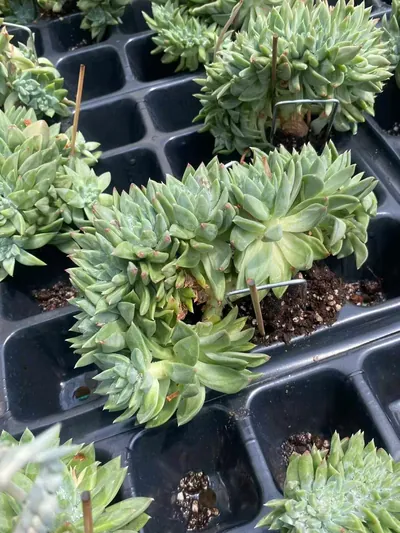 Echeveria Phantom Beauty Crested (幻影美人缀) succulent — wholesale bare-root export from Yunnan, China (2 of 6)
