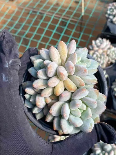 Echeveria Pinellia Cluster (半夏群) succulent — wholesale bare-root export from Yunnan, China (4 of 6)