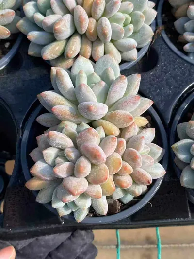 Echeveria Pinellia Cluster (半夏群) succulent — wholesale bare-root export from Yunnan, China (3 of 6)