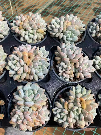 Echeveria Pinellia Cluster (半夏群) succulent — wholesale bare-root export from Yunnan, China (5 of 6)