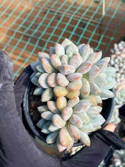 Echeveria Pinellia Cluster (半夏群) succulent — wholesale bare-root export from Yunnan, China (2 of 6)