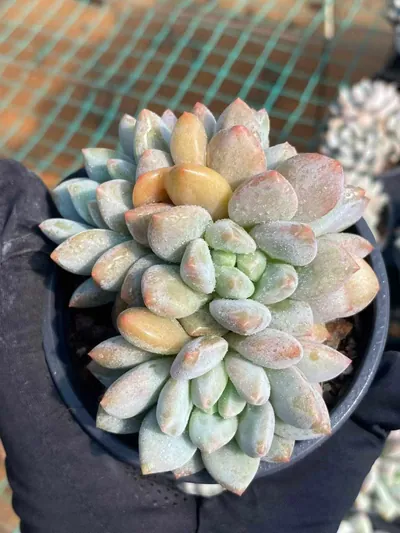 Echeveria Pinellia Cluster succulent — wholesale export from Yunnan, China