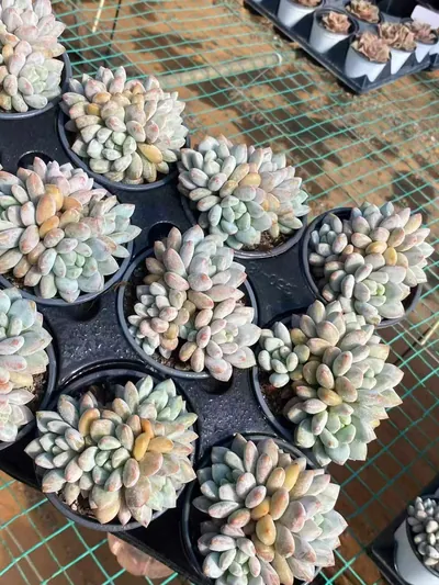 Echeveria Pinellia Cluster (半夏群) succulent — wholesale bare-root export from Yunnan, China (6 of 6)