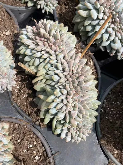 Echeveria Pinellia Crested succulent — wholesale export from Yunnan, China