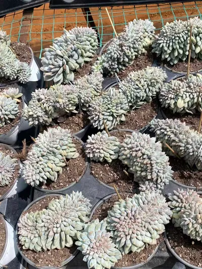 Echeveria Pinellia Crested (半夏缀) succulent — wholesale bare-root export from Yunnan, China (6 of 6)